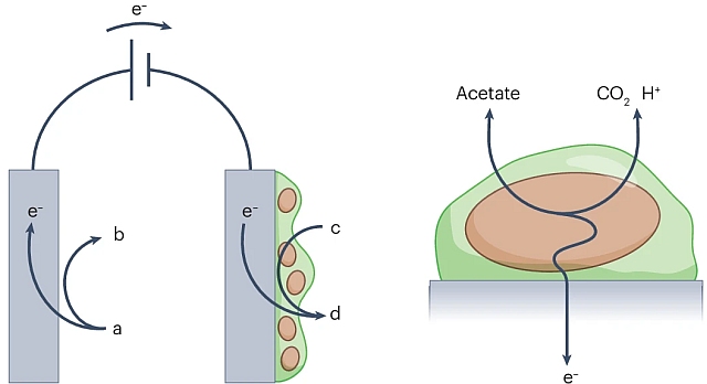 Microbial_electrodes